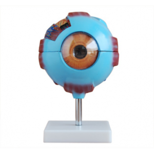 Eyeball amplification model